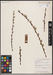 Salix bebbiana Sarg.